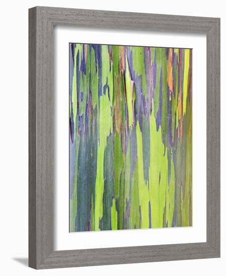 Rainbow Eucalyptus Trunk Near Hana, Maui, Hawaii, Usa-Rob Tilley-Framed Photographic Print