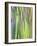 Rainbow Eucalyptus Trunk Near Hana, Maui, Hawaii, Usa-Rob Tilley-Framed Photographic Print