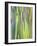 Rainbow Eucalyptus Trunk Near Hana, Maui, Hawaii, Usa-Rob Tilley-Framed Photographic Print