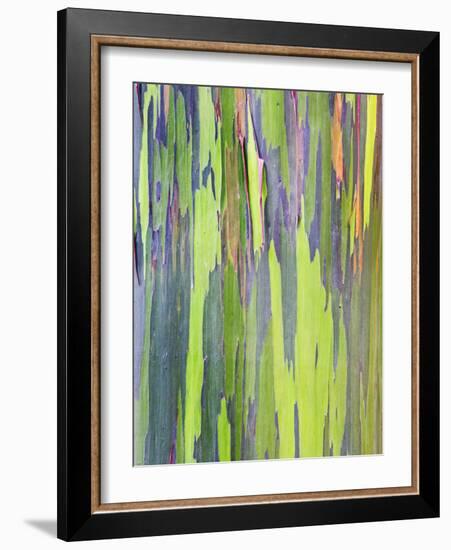 Rainbow Eucalyptus Trunk Near Hana, Maui, Hawaii, Usa-Rob Tilley-Framed Photographic Print