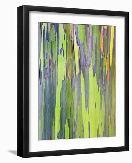 Rainbow Eucalyptus Trunk Near Hana, Maui, Hawaii, Usa-Rob Tilley-Framed Photographic Print