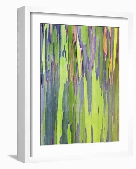 Rainbow Eucalyptus Trunk Near Hana, Maui, Hawaii, Usa-Rob Tilley-Framed Photographic Print