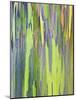 Rainbow Eucalyptus Trunk Near Hana, Maui, Hawaii, Usa-Rob Tilley-Mounted Photographic Print