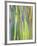 Rainbow Eucalyptus Trunk Near Hana, Maui, Hawaii, Usa-Rob Tilley-Framed Photographic Print