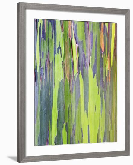 Rainbow Eucalyptus Trunk Near Hana, Maui, Hawaii, Usa-Rob Tilley-Framed Photographic Print