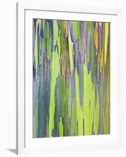 Rainbow Eucalyptus Trunk Near Hana, Maui, Hawaii, Usa-Rob Tilley-Framed Photographic Print