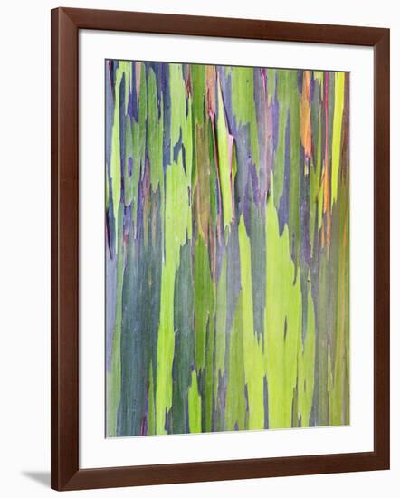 Rainbow Eucalyptus Trunk Near Hana, Maui, Hawaii, Usa-Rob Tilley-Framed Photographic Print