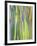 Rainbow Eucalyptus Trunk Near Hana, Maui, Hawaii, Usa-Rob Tilley-Framed Photographic Print