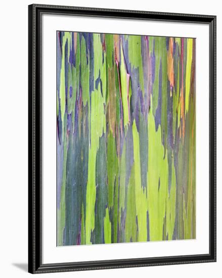 Rainbow Eucalyptus Trunk Near Hana, Maui, Hawaii, Usa-Rob Tilley-Framed Photographic Print