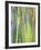 Rainbow Eucalyptus Trunk Near Hana, Maui, Hawaii, Usa-Rob Tilley-Framed Photographic Print