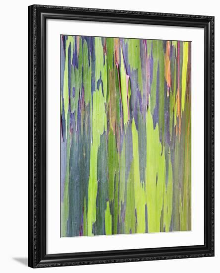 Rainbow Eucalyptus Trunk Near Hana, Maui, Hawaii, Usa-Rob Tilley-Framed Photographic Print