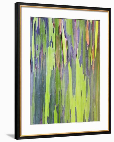 Rainbow Eucalyptus Trunk Near Hana, Maui, Hawaii, Usa-Rob Tilley-Framed Photographic Print