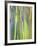 Rainbow Eucalyptus Trunk Near Hana, Maui, Hawaii, Usa-Rob Tilley-Framed Photographic Print