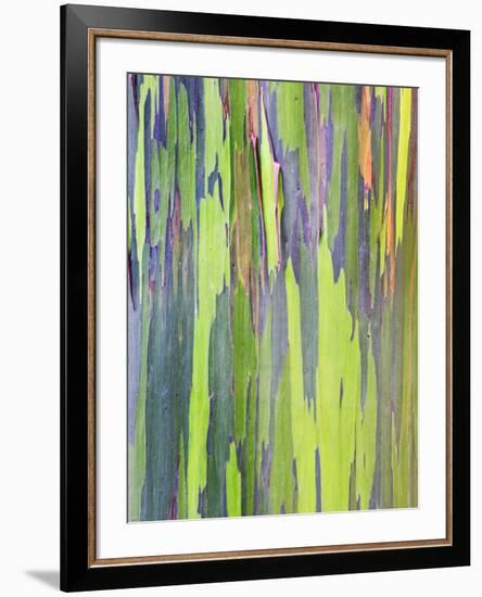 Rainbow Eucalyptus Trunk Near Hana, Maui, Hawaii, Usa-Rob Tilley-Framed Photographic Print