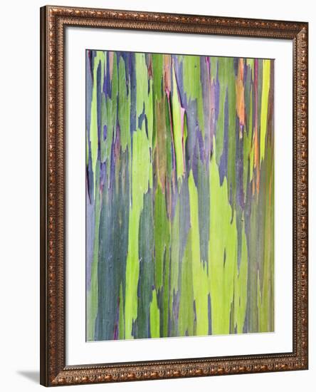 Rainbow Eucalyptus Trunk Near Hana, Maui, Hawaii, Usa-Rob Tilley-Framed Photographic Print