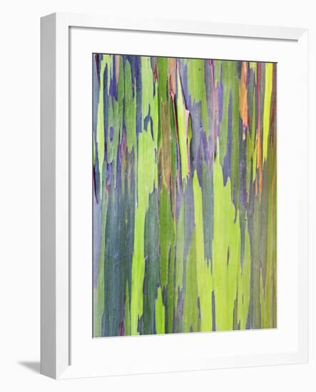 Rainbow Eucalyptus Trunk Near Hana, Maui, Hawaii, Usa-Rob Tilley-Framed Photographic Print