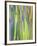 Rainbow Eucalyptus Trunk Near Hana, Maui, Hawaii, Usa-Rob Tilley-Framed Photographic Print