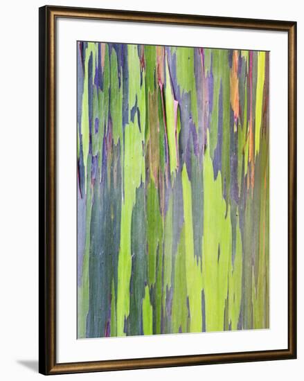 Rainbow Eucalyptus Trunk Near Hana, Maui, Hawaii, Usa-Rob Tilley-Framed Photographic Print