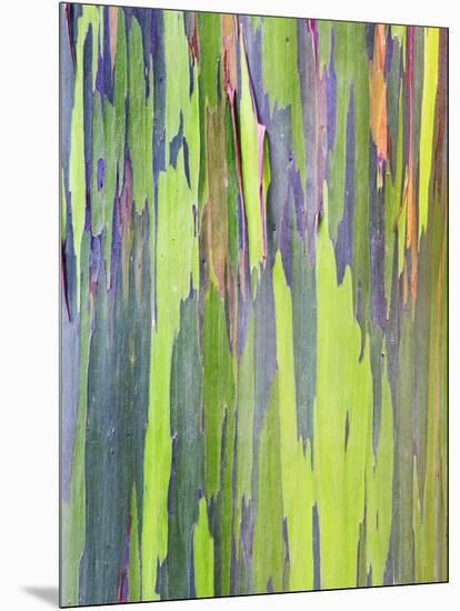 Rainbow Eucalyptus Trunk Near Hana, Maui, Hawaii, Usa-Rob Tilley-Mounted Premium Photographic Print