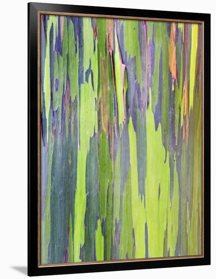 Rainbow Eucalyptus Trunk Near Hana, Maui, Hawaii, Usa-Rob Tilley-Framed Photographic Print