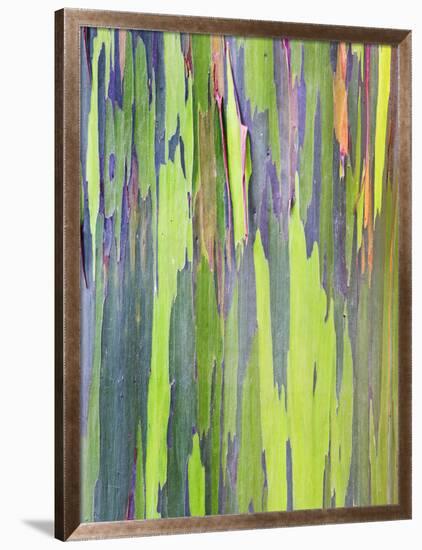 Rainbow Eucalyptus Trunk Near Hana, Maui, Hawaii, Usa-Rob Tilley-Framed Photographic Print