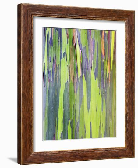 Rainbow Eucalyptus Trunk Near Hana, Maui, Hawaii, Usa-Rob Tilley-Framed Photographic Print