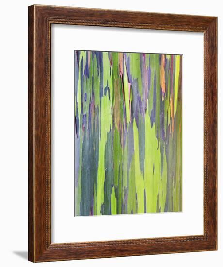 Rainbow Eucalyptus Trunk Near Hana, Maui, Hawaii, Usa-Rob Tilley-Framed Photographic Print