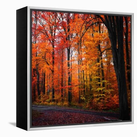 Rainbow Fall-Philippe Sainte-Laudy-Framed Premier Image Canvas