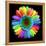 Rainbow Flower-Magda Indigo-Framed Premier Image Canvas