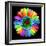 Rainbow Flower-Magda Indigo-Framed Photographic Print