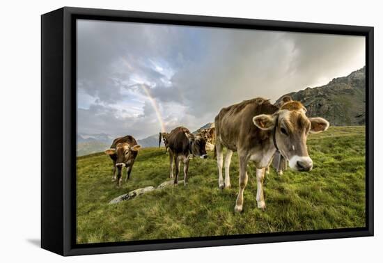 Rainbow Frames a Herd of Cows Grazing in the Green Pastures of Campagneda Alp, Valtellina, Italy-Roberto Moiola-Framed Premier Image Canvas
