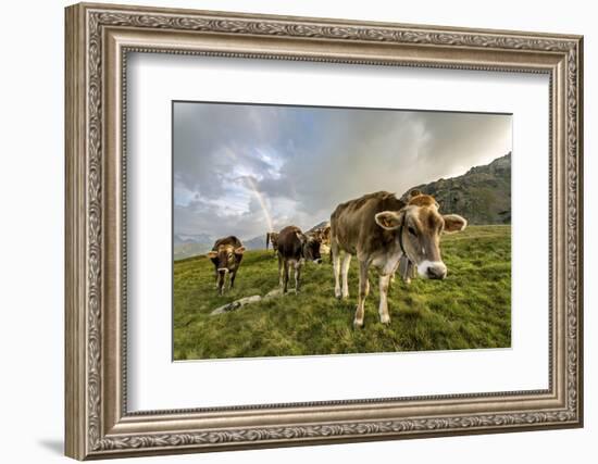 Rainbow Frames a Herd of Cows Grazing in the Green Pastures of Campagneda Alp, Valtellina, Italy-Roberto Moiola-Framed Photographic Print