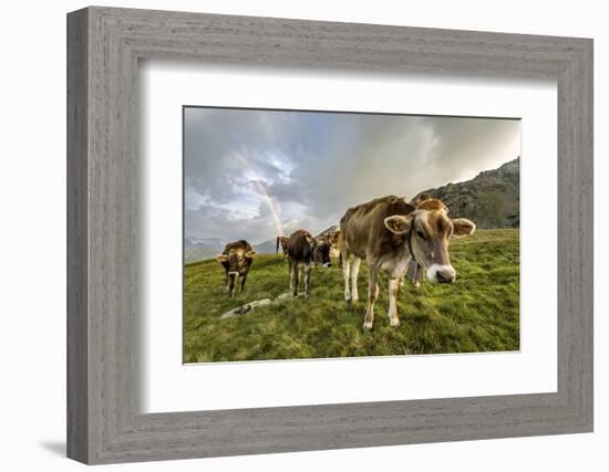 Rainbow Frames a Herd of Cows Grazing in the Green Pastures of Campagneda Alp, Valtellina, Italy-Roberto Moiola-Framed Photographic Print