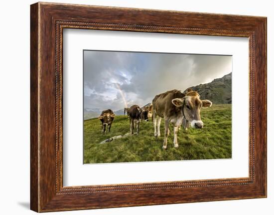 Rainbow Frames a Herd of Cows Grazing in the Green Pastures of Campagneda Alp, Valtellina, Italy-Roberto Moiola-Framed Photographic Print