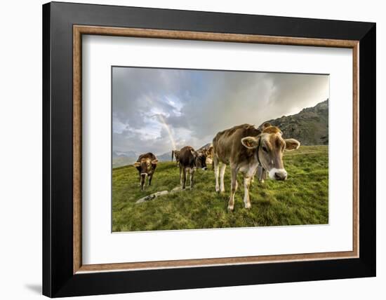 Rainbow Frames a Herd of Cows Grazing in the Green Pastures of Campagneda Alp, Valtellina, Italy-Roberto Moiola-Framed Photographic Print