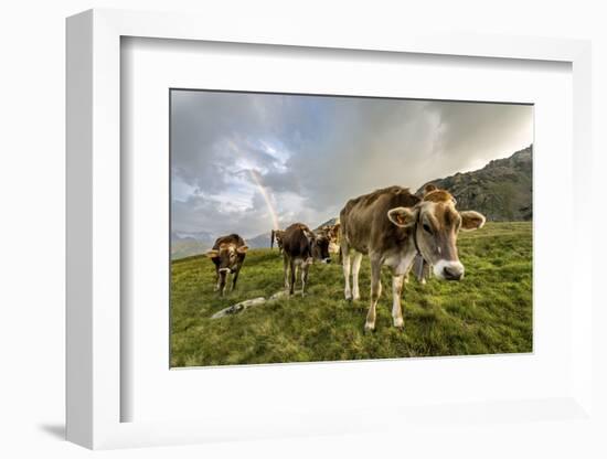 Rainbow Frames a Herd of Cows Grazing in the Green Pastures of Campagneda Alp, Valtellina, Italy-Roberto Moiola-Framed Photographic Print