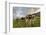 Rainbow Frames a Herd of Cows Grazing in the Green Pastures of Campagneda Alp, Valtellina, Italy-Roberto Moiola-Framed Photographic Print