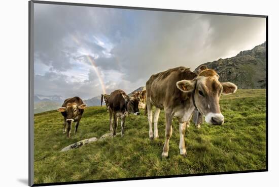 Rainbow Frames a Herd of Cows Grazing in the Green Pastures of Campagneda Alp, Valtellina, Italy-Roberto Moiola-Mounted Photographic Print