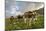 Rainbow Frames a Herd of Cows Grazing in the Green Pastures of Campagneda Alp, Valtellina, Italy-Roberto Moiola-Mounted Photographic Print