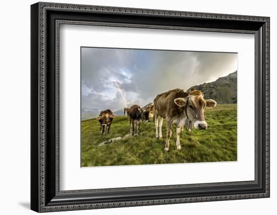 Rainbow Frames a Herd of Cows Grazing in the Green Pastures of Campagneda Alp, Valtellina, Italy-Roberto Moiola-Framed Photographic Print