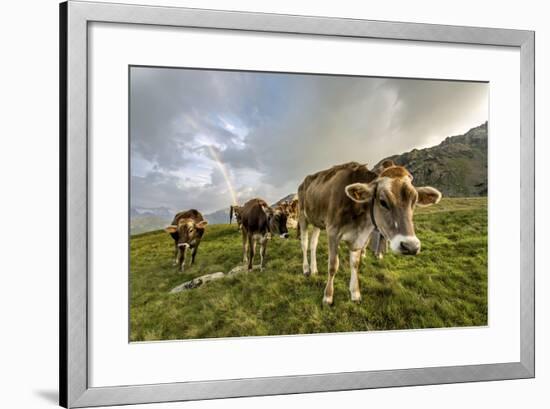 Rainbow Frames a Herd of Cows Grazing in the Green Pastures of Campagneda Alp, Valtellina, Italy-Roberto Moiola-Framed Photographic Print