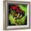 Rainbow Frog-null-Framed Art Print