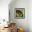 Rainbow Frog-null-Framed Art Print displayed on a wall