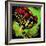 Rainbow Frog-null-Framed Art Print