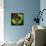 Rainbow Frog-null-Framed Stretched Canvas displayed on a wall