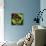 Rainbow Frog-null-Framed Stretched Canvas displayed on a wall