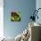 Rainbow Frog-null-Framed Stretched Canvas displayed on a wall