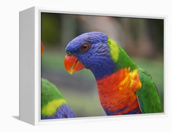 Rainbow Lorikeet, Australia-David Wall-Framed Premier Image Canvas