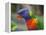 Rainbow Lorikeet, Australia-David Wall-Framed Premier Image Canvas