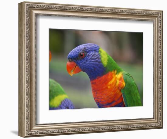 Rainbow Lorikeet, Australia-David Wall-Framed Photographic Print